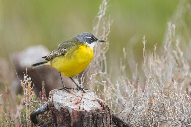 Alvéola amarela Motacilla flava Málaga Espanha