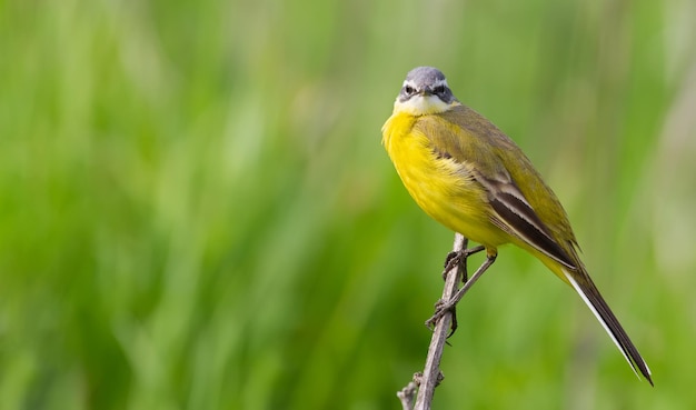 Alvéola amarela ocidental Motacilla flava O pássaro senta-se em um galho e olha diretamente para a lente