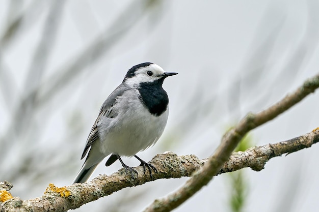 Alvéola-branca Motacilla alba