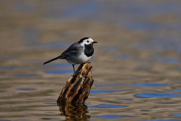 Alvéola-branca Motacilla alba