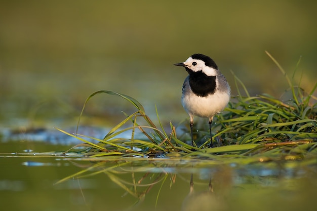 Foto alvéola branca olhando na grama ao lado do pântano no verão