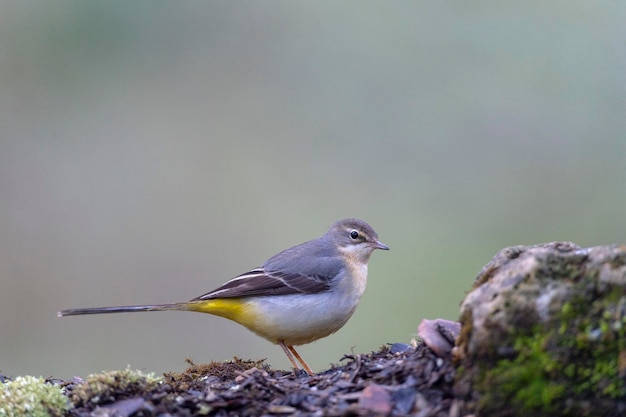 Alvéola cinzenta (Motacilla cinerea) Málaga, Espanha