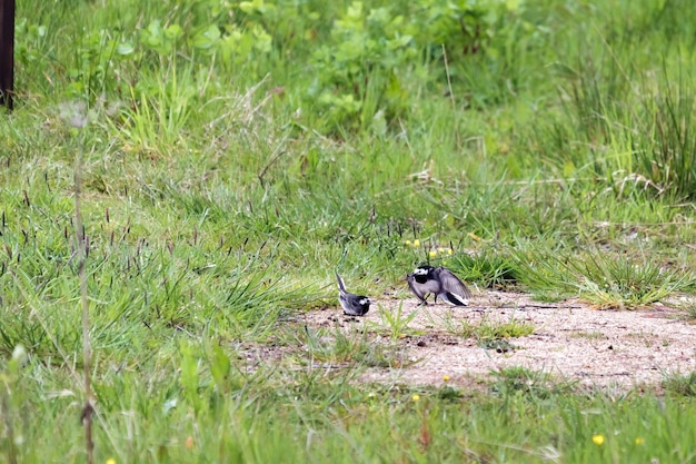 Alvéola-malhada masculina (motacilla alba) exibindo para a mulher