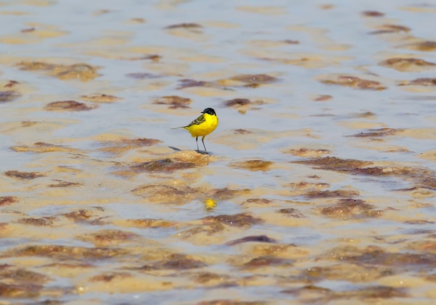 Foto alvéola-negra adulta em pé na areia com água