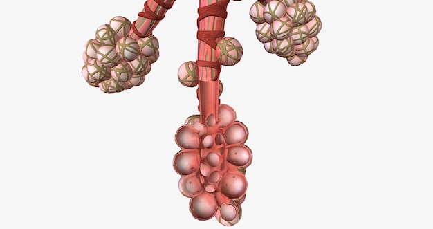Los alvéolos son pequeños bolsillos llenos de aire ubicados en los pulmones.