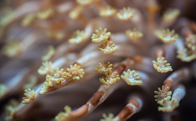 Alveopora Daisy coral marino con flores como tentáculos que brillan bajo la luz ultravioleta, detalle de primer plano - imagen submarina abstracta de la vida marina