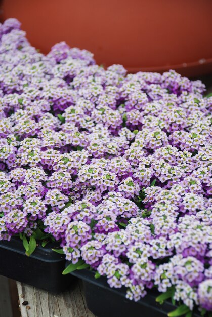 Alyssum blüht. alyssum in süßen farben. alyssum in einem schwarzen tablett auf holztisch