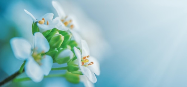 Alyssum branco em um fundo azul em macro com espaço de cópia