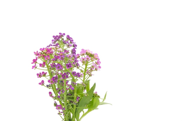 Alyssum dulce púrpura