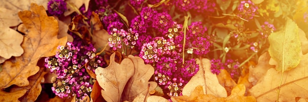 Alyssum lila Blumen in voller Blüte unter den gefallenen orangefarbenen Herbsteichenblättern im Herbstpark. Banner. aufflackern