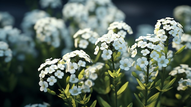 Alyssumblume Realistische Blüte KI-generiertes Bild