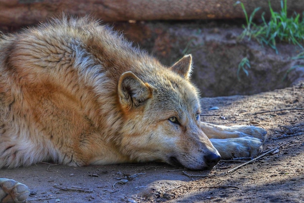 Am Boden liegender Wolf