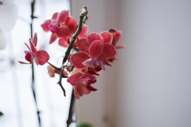 Am Fenster wachsen leuchtende Blumen