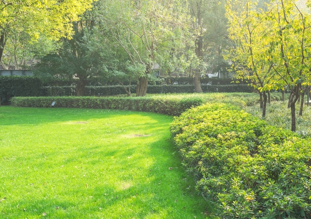 Am frühen Morgen des Parks leuchtete das Sonnenlicht durch die Blätter