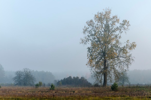 Am frühen Morgen Herbstlandschaft einsame Birke im Nebel