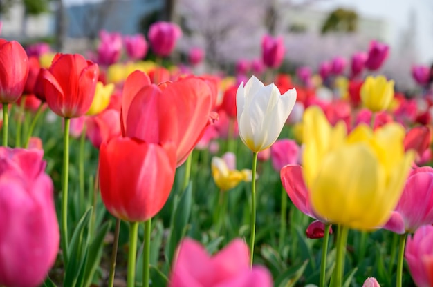 Am Morgen des Frühlings blühen im Garten Tulpenblüten.