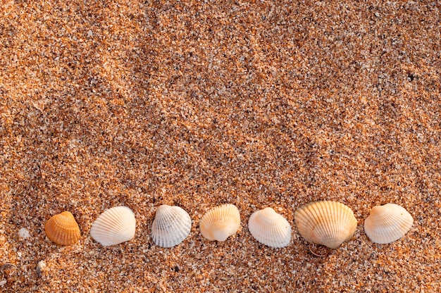 Am Sandstrand liegen Muscheln in den Farben Weiß, Grau und Orange in Form eines Ornaments am unteren Rand des Rahmens