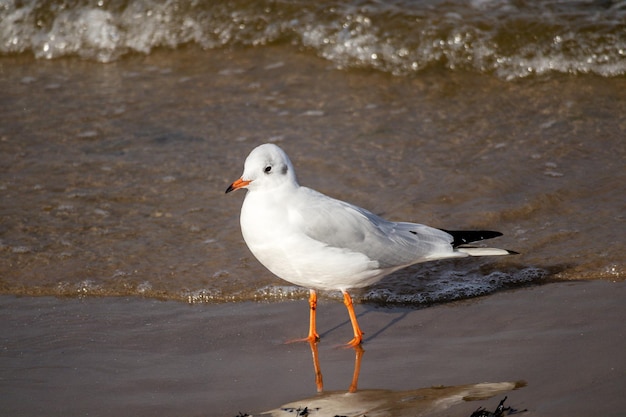 Am Strand steht ein Vogel mit schwarzen Beinen und weißen Federn.