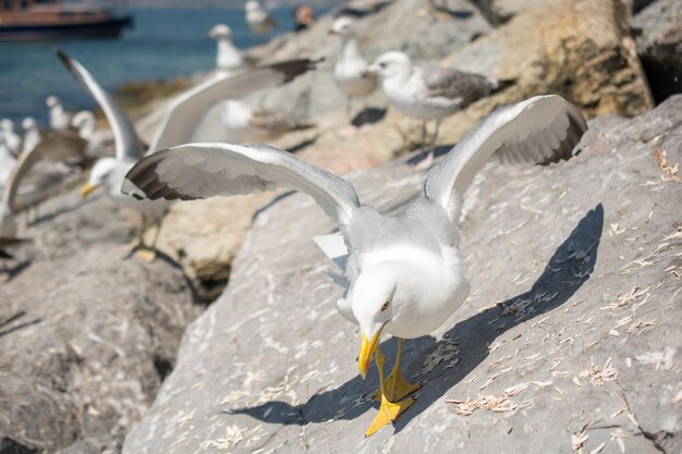 Foto am ufer des meeres findet man möwen