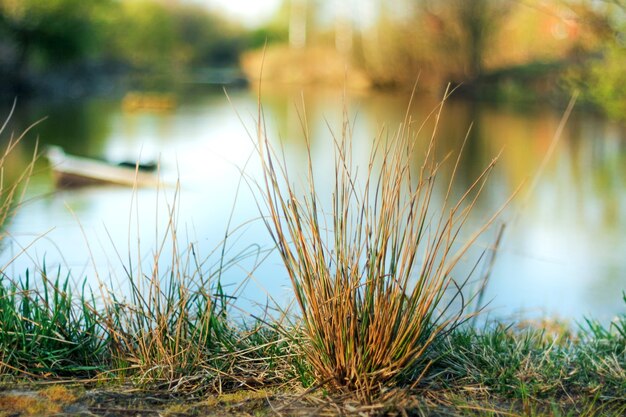 Am Ufer des Teiches wächst ein Grasbusch. Frühlingsstimmung.