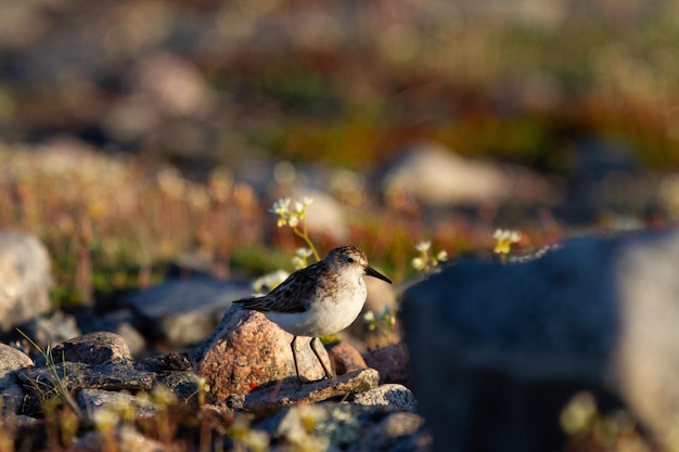 Am wenigsten Flussuferläufer Calidris minutilla, der auf der Suche nach Nahrung durch die Tundra geht Arviat Nunavut