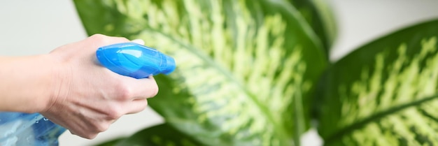 Una ama de casa cariñosa rocía agua dulce sobre grandes hojas de plantas tropicales en la habitación, la mujer se ocupa