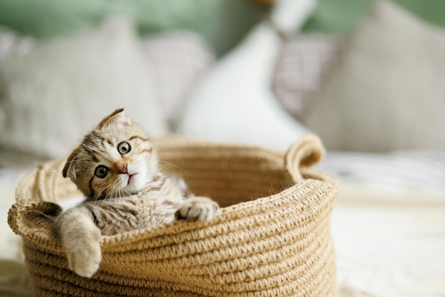 Amado gatinho brincando na atmosfera natural de uma linda casa