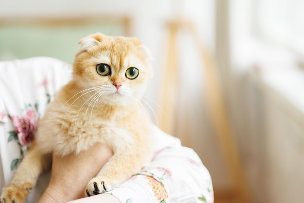 Amado gatinho brincando na atmosfera natural de uma linda casa