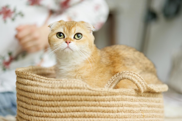 Amado gatinho brincando na atmosfera natural de uma linda casa