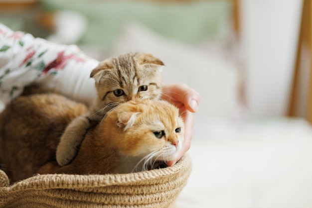 Amado gatinho brincando na atmosfera natural de uma linda casa