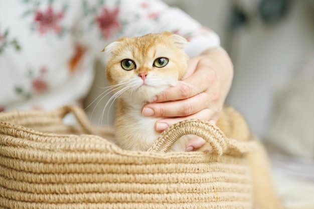 Amado gatinho brincando na atmosfera natural de uma linda casa