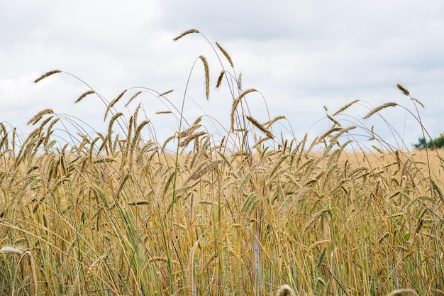 Amadurecendo espigas de trigo em um campo