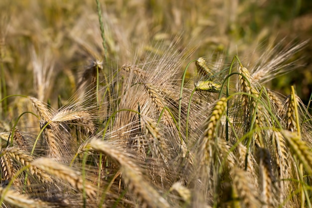 Amadurecendo o centeio em um campo agrícola, o centeio muda de cor de verde para amarelo