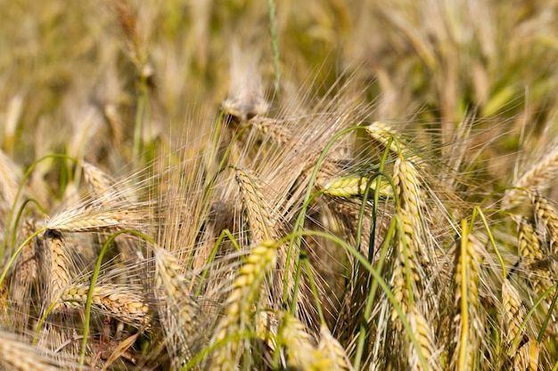 Amadurecendo o centeio em um campo agrícola, o centeio muda de cor de verde para amarelo