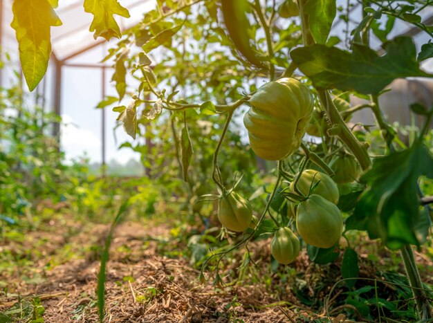 Amadurecendo tomates verdes em uma estufa em uma fazenda orgânica. vegetais saudáveis cheios de vitaminas