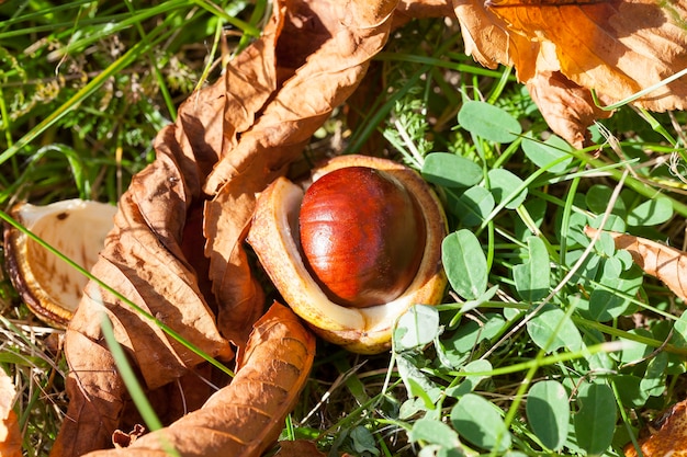 Amadurecido e caído ao solo frutos castanhos