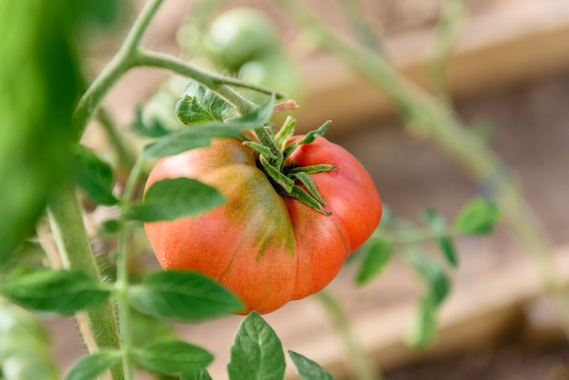 Amadurecimento da colheita de tomates em estufa.