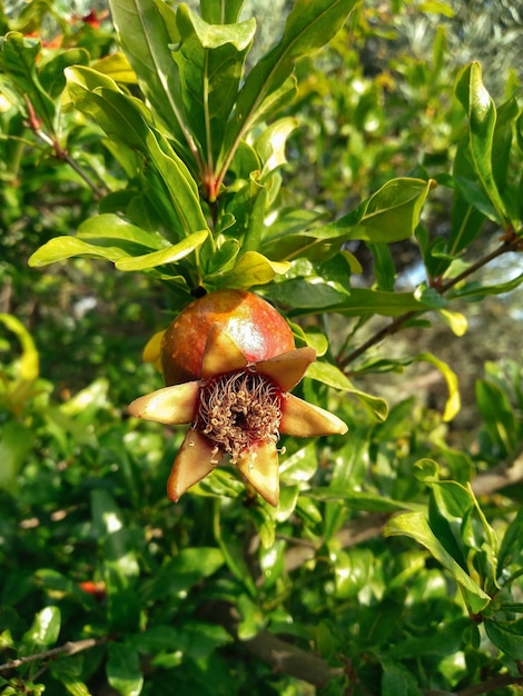 Foto amadurecimento da romã em um galho de árvore