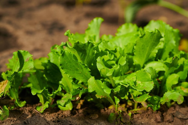 Amadurecimento de arbustos de alface em uma horta