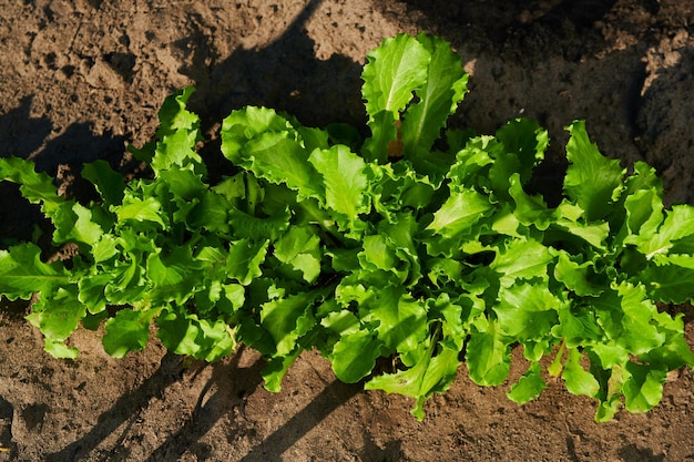 Amadurecimento de arbustos de alface em uma horta