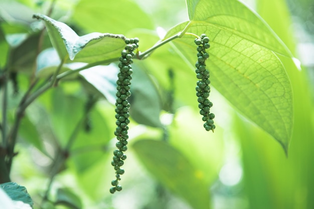 Amadurecimento de frutas de pimenta preta em estado selvagem