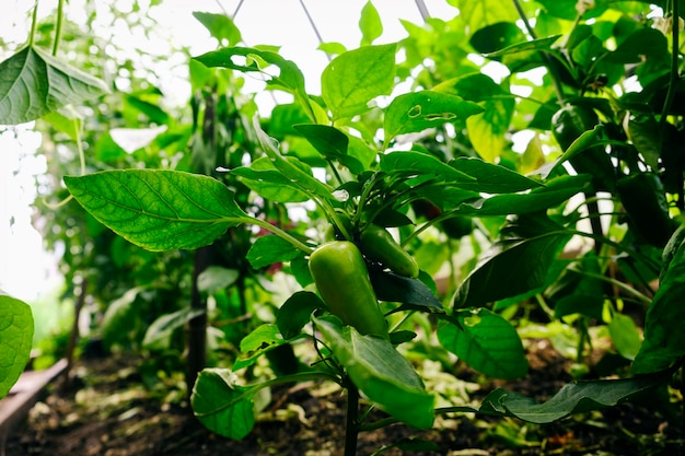 Amadurecimento de frutos de pimenta entre folhagem verde em uma estufa em um dia de verão