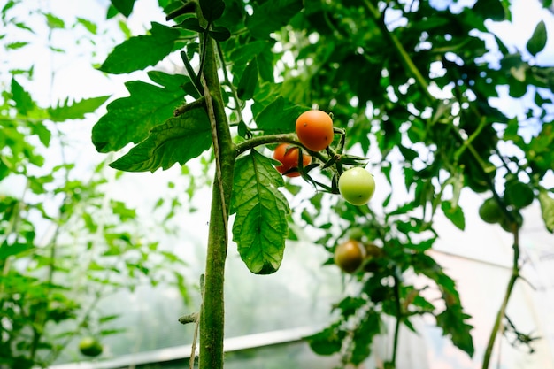 Amadurecimento de frutos de tomate entre folhagem verde em uma estufa em um dia de verão