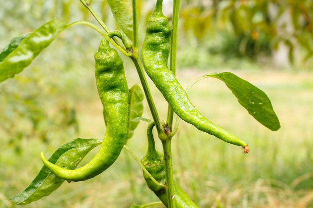 Amadurecimento de pimentas verdes em um arbusto com o jardim ao fundo. Alimentos orgânicos caseiros, pimentão ou pimentão amadurecendo no jardim. Fundo natural desfocado.