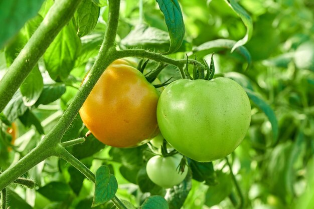 Amadurecimento de tomate no galho cresce no jardim