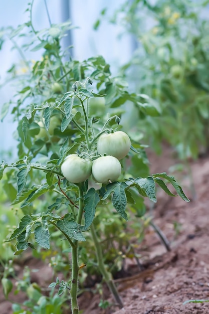 Amadurecimento de tomates em estufa Vegetais de fazenda orgânica