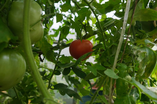 Amadurecimento de tomates pendurados entre as folhas em galhos na estufa