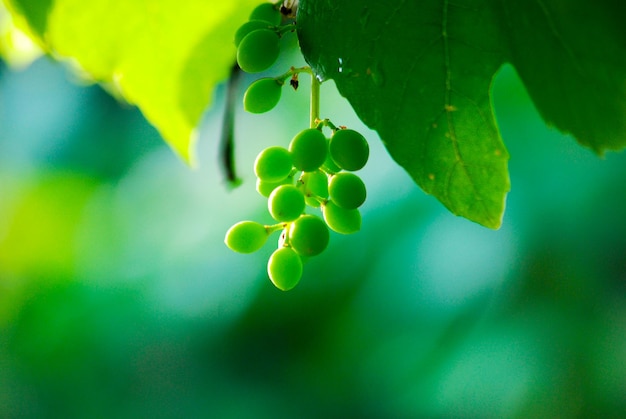 Amadurecimento de uvas brancas com gotas de água após a chuva no jardim Uvas verdes crescendo nas vinhas Fundo agrícola