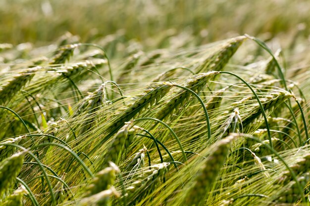 Amadurecimento do centeio muda de cor de verde para amarelo, um campo agrícola com centeio