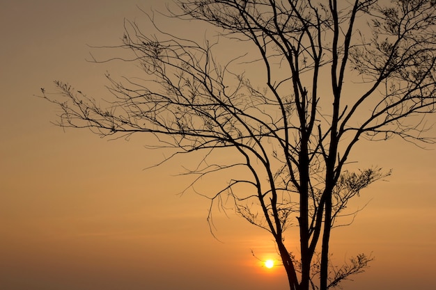 Amanecer con arbol